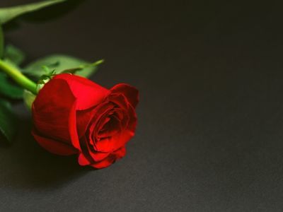 Une rose rouge comme dans le cas d'étude de de Bloom & Wild 